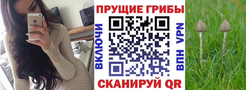 сайты даркнета официальный сайт  Бодайбо  Псилоцибиновые грибы GOLDEN TEACHER  хочу  